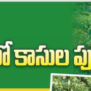 Watermelon Cultivation