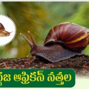Snail Farming