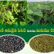 Blackgram Cultivation