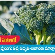 Broccoli Farming