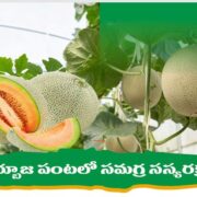 Muskmelon