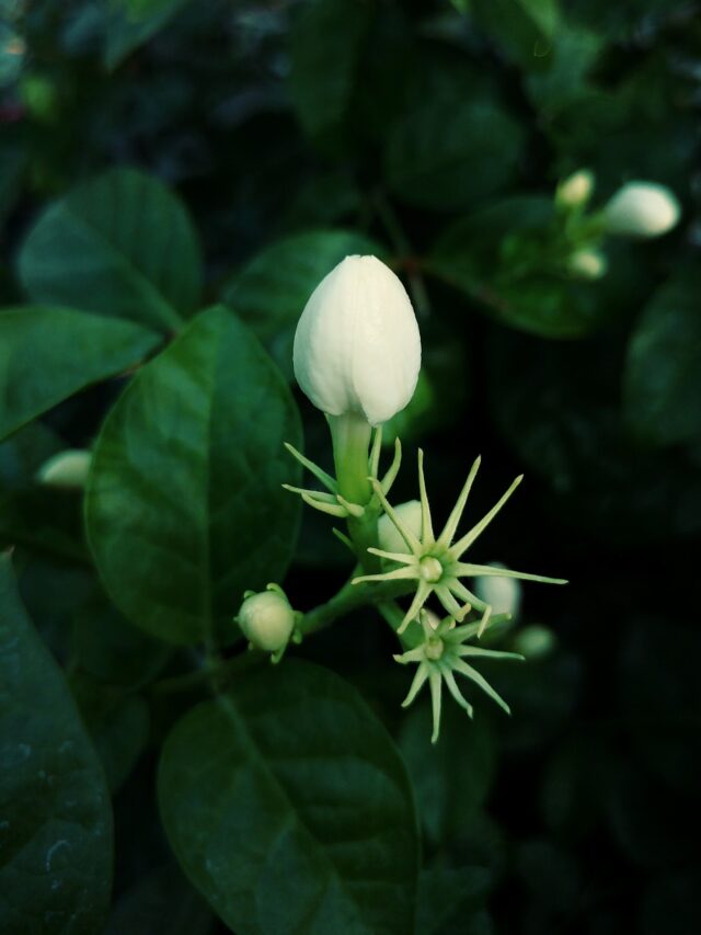 Jasmine Cultivation Tips