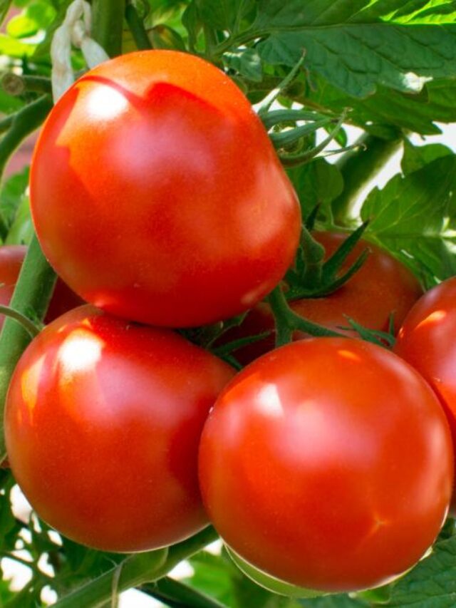 Best Tomato Varieties